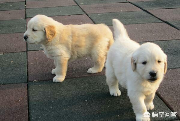 世界犬种智商排行金毛:金毛分哪两个系别？区别在哪里？为什么都不喜欢枫叶红色？