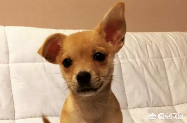 匈牙利牧羊犬怎么看路:狗狗是通过什么分辨出主人的？