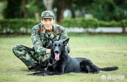 张馨予训狗惨被咬伤:打过狂犬疫苗的狗，咬到人后，被狗咬到的人还需要打针吗？