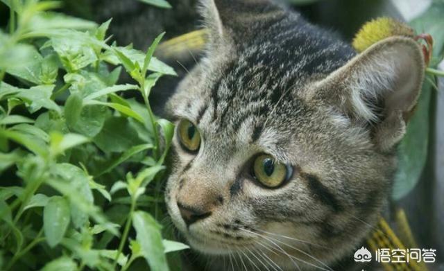 狸花猫打得过国外猫吗，五只大老鼠打得过一只成年狸花猫吗？为什么？