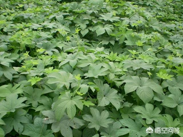 被土谷蛇咬伤用什么药治疗:被青竹蛇咬伤用什么药 牛在放牧中被蛇咬伤了怎么办？