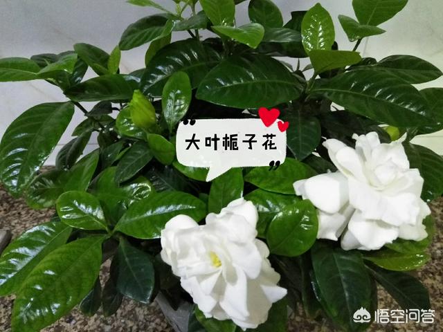 头条问答 栀子花用什么肥 花房姑娘成成的回答 0赞