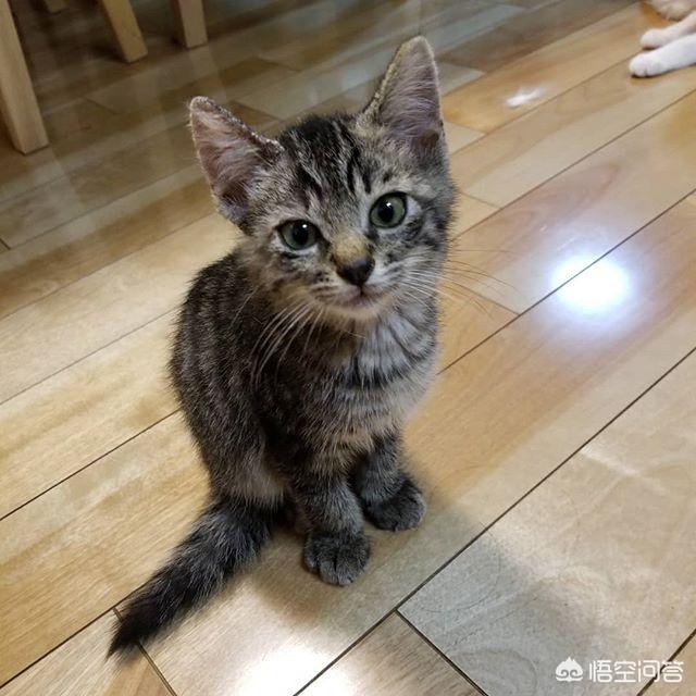 猫咪不乖by:猫咪不使用猫砂，随地大小便怎么办？