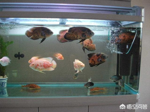 上滤鱼缸可培养硝化菌吗？培养硝化菌需要注意哪些事项？