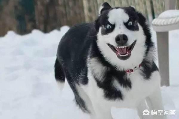 美系秋田犬性格和缺点:金毛、二哈和秋田养哪个好？