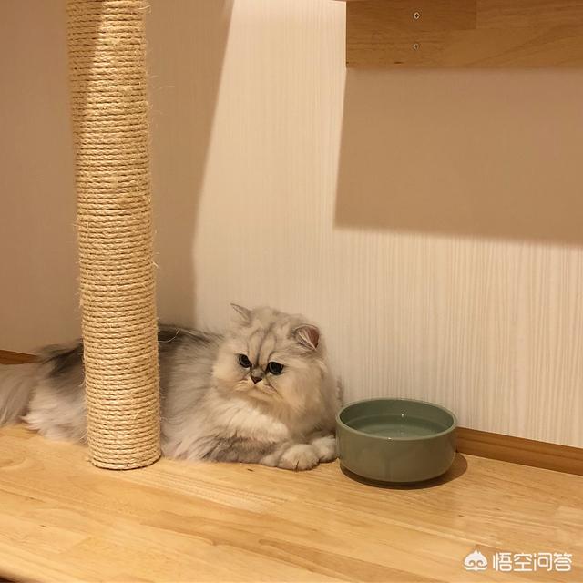 meow mix咪咪乐猫粮:猫粮是皇家还是冠能好呀？大家有没有什么好的宠物食品推荐？