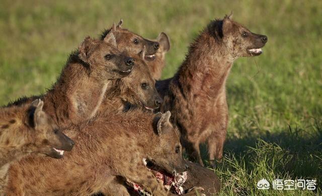 最新的藏獒打架视频:野生藏獒能打过非洲鬣狗吗？为什么？