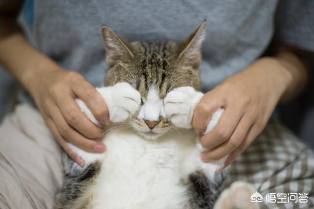 救援猫:流浪猫掉了小区的井里面，物业不管，应该找哪里求救？