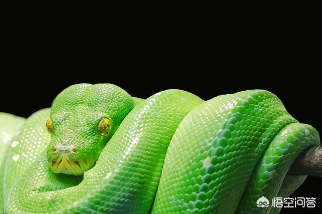 蛇是有氧生物 还是无氧生物 头条问答