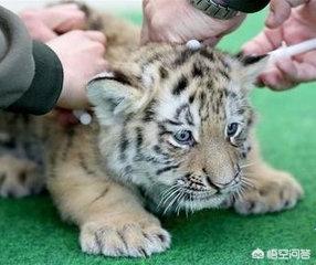 打了狂犬疫苗要打几针:打狂犬疫苗一共打几次 狂犬疫苗打五针，每一针的药都是一样的吗？分不分先后顺序呢？