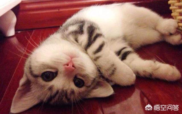 小萌猫红小胖:你的猫咪是怎样陪伴你的？