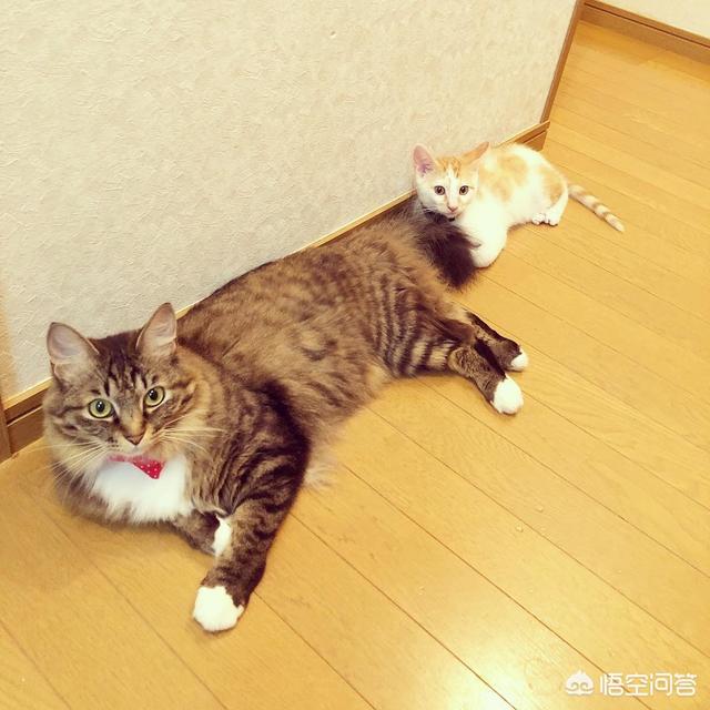 健康猫:健康的猫会得猫鼻支吗，健康的猫会不会得鼻支呢？