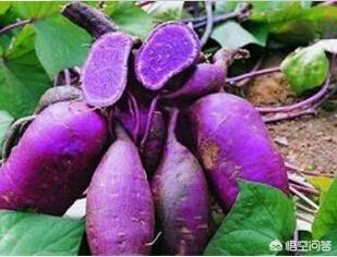 头条问答 是所有紫色的蔬菜和水果都含有花青素吗 还有哪些含有 14个回答