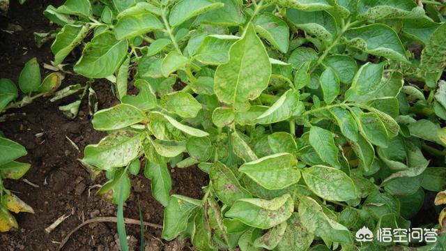 头条问答 - 如何防治马铃薯干腐病?(14个回答)