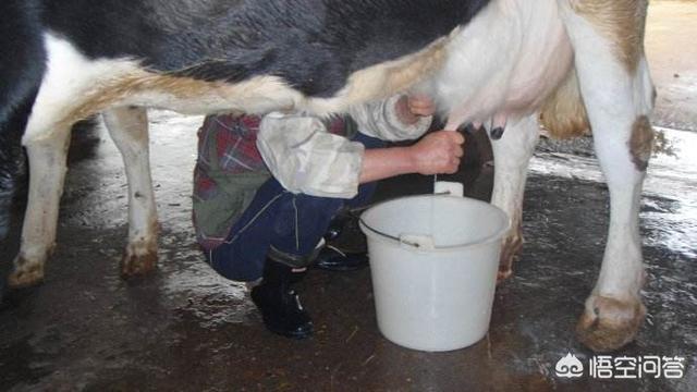 生牛乳是什么,纯牛奶和酸奶的区别是什么？