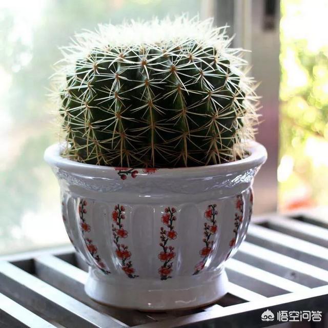彩色仙人球怎么浇水:怎样养好一盆漂亮的金虎（仙人球）？