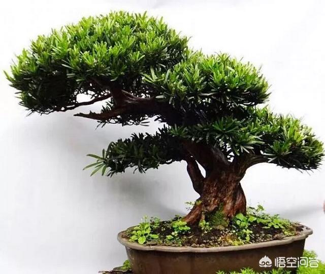 罗汉松:罗汉松造型 罗汉松用浅盆还是深盆？有哪些需要注意的？