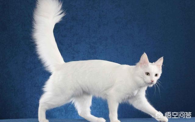 最萌的猫咪品种排行，曼基康猫第一，布偶猫第三