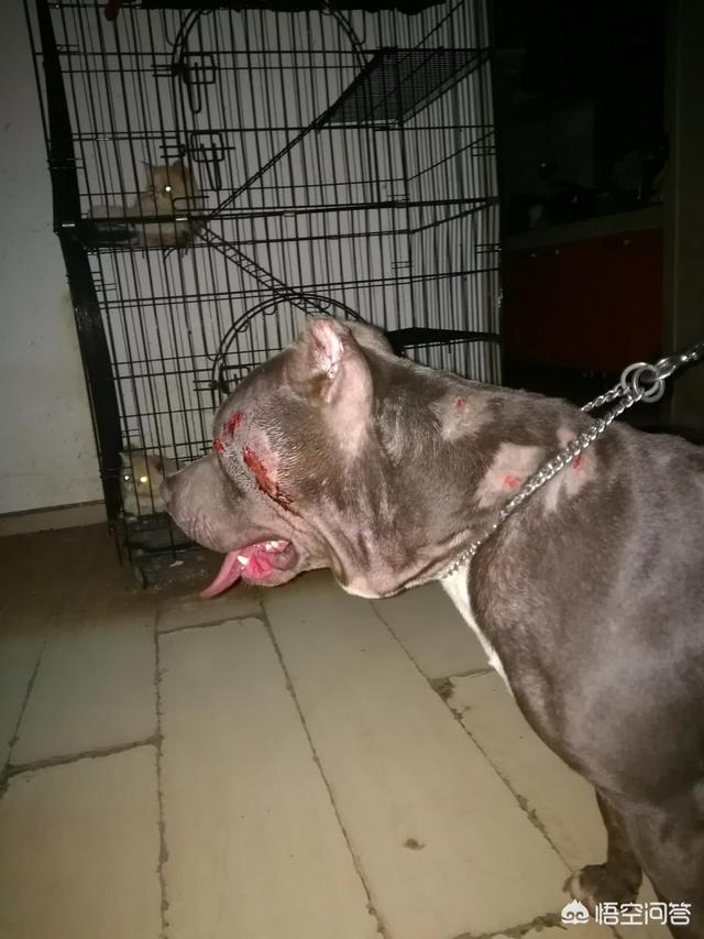 杜高犬打猎视频和比特谁厉害:杜高犬真的可以猎杀美洲狮吗？
