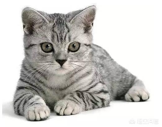 波斯猫儿 绝版视频:波斯猫歌曲视频 和猫咪分开一段时间后，它还会不会记得主人呢？你怎么看？