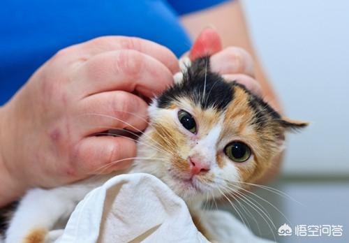 猫耳螨对人有什么症状:猫耳朵脏和耳螨的区别是什么？