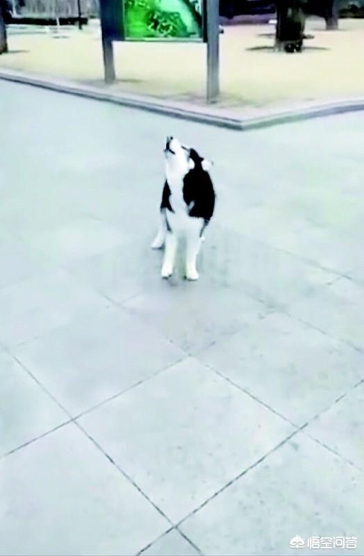 哈斯奇搞笑图:有没有养二哈的朋友？说说你们的感受吧？
