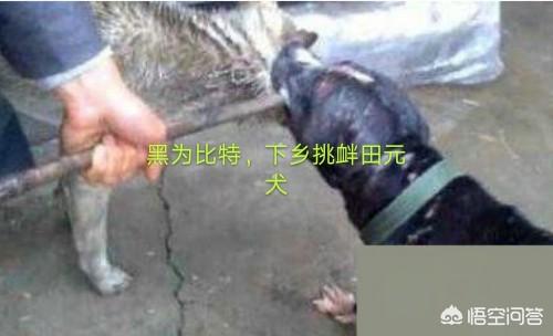 萌宠狗狗图片大全:你觉得哪些狗比较会打群架？