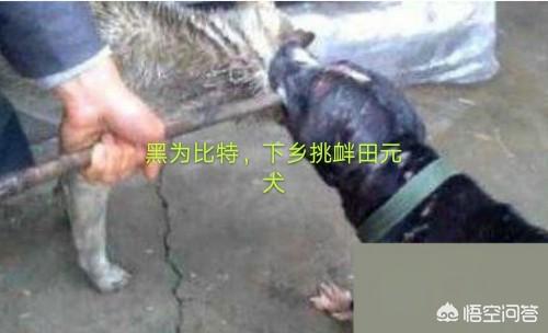 土狗大战杜高犬视频:加纳利和杜高犬相比，谁的战斗力更强一些？为什么？