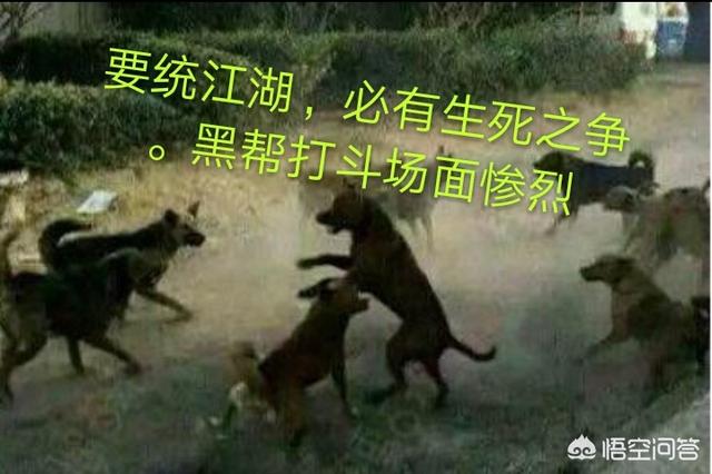 萌宠狗狗图片大全:你觉得哪些狗比较会打群架？