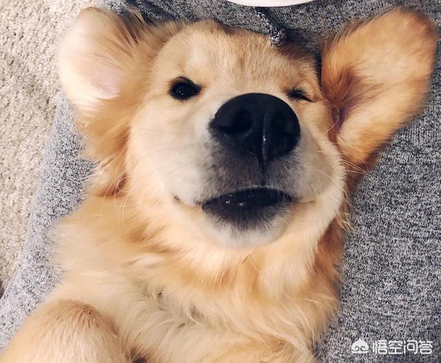 杭州宠物安乐死多少钱:狗狗被安乐死是什么意思？