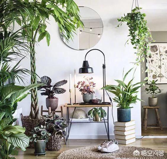 适合室内养的绿植,有哪些高颜值绿植适合在室内养？
