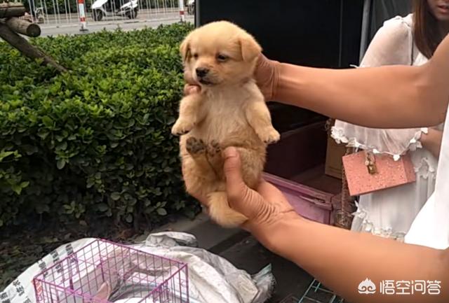宠物店的金毛犬好养吗:饲养金毛犬有哪些痛苦？该怎么养？