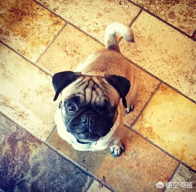 八哥犬图片:3个月大的八哥犬喜欢打鼾放屁，特别能吃该怎么办？