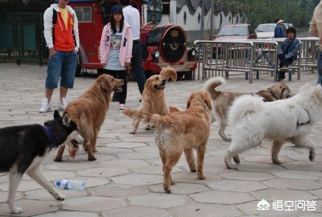 潘阳与狗:中国狗和外国狗会有语言障碍吗？