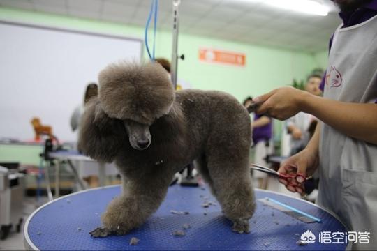 银利宠物美容学校住宿差劲:学习宠物美容，应该去店里当学徒还是直接去培训学校？