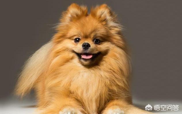 英系博美会不会有味道:博美犬应该如何饲养？需要注意什么？ 英系博美是尖嘴吗