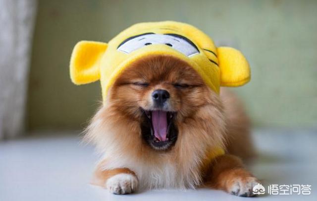 英系博美会不会有味道:博美犬应该如何饲养？需要注意什么？ 英系博美是尖嘴吗