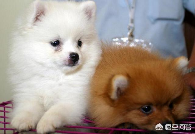 英系博美会不会有味道:博美犬应该如何饲养？需要注意什么？ 英系博美是尖嘴吗