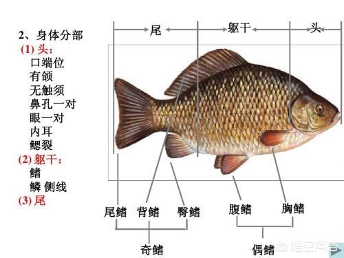 鲫鱼水层分布图图片