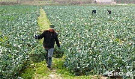 玉米收获之后,不想种植小麦,还可以种植什么经济价值较高的农作物呢？