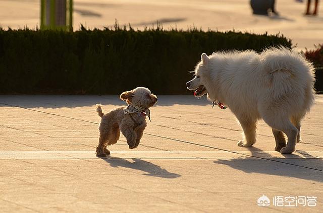 头条问答 养大型狗和小型狗有什么区别 44个回答