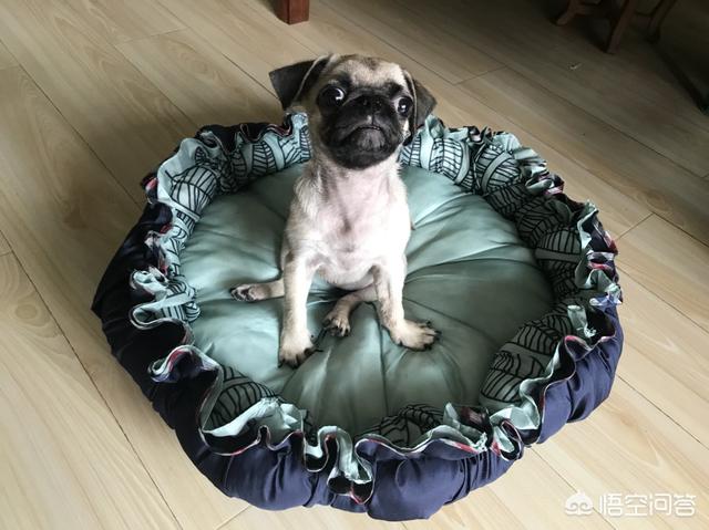 淮南市巴哥犬论坛:有哪些饲养八哥犬的建议？