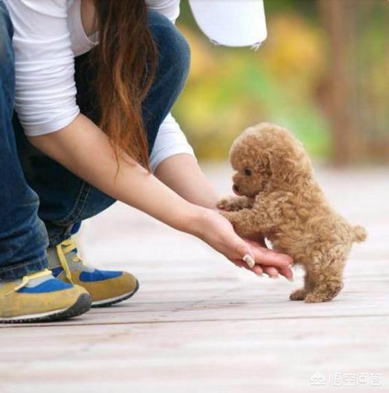 泰迪贵宾壁纸:为什么泰迪犬那么多人养？