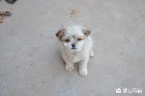 改变世界的犬类流浪狗:流浪狗在野外是否有可能发展成狼群？ 流浪狗中少有大型犬的现实原因