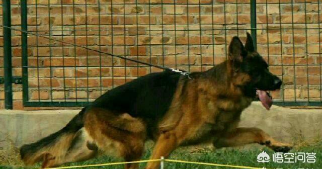 德国牧羊犬论坛:养过，德牧，边牧，金毛，是怎样一番体验？