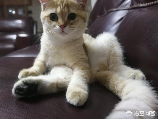 猫咪打针视频:猫咪打完疫苗会有疫苗本吗？还有哪些需要注意的？