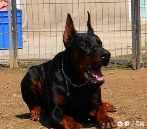 适合家养的警卫犬:想养一只看家犬，有什么好的推荐？