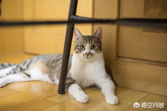 养纯种猫和非纯种猫的优缺点:养土猫比较好还是纯种猫比较好 为什么部分养品种猫的人会排斥养土猫的？
