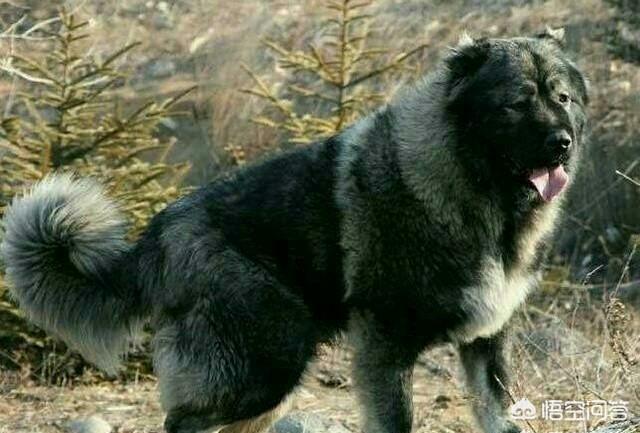 黑狼犬和杜高犬打架视频:世界被禁养的十大猛犬，藏獒又能排的上第几呢？