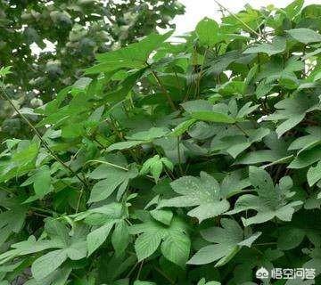 青海壮阳植物有哪些，杜仲雄花真的有补肾的作用吗？